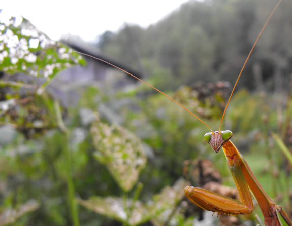 Closeup of mantis eyes