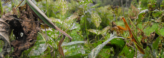 Two praying mantises amid buggy beans.