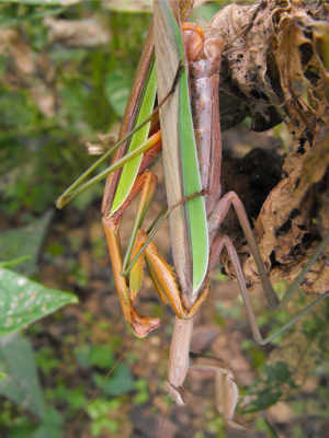 Praying mantises mating