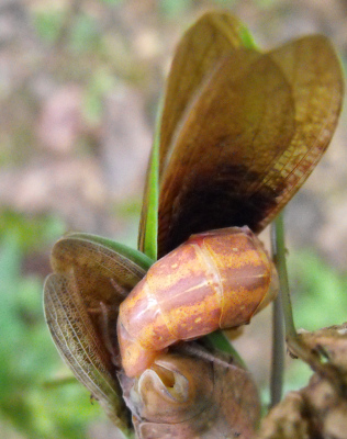 Closeup of mantises mating