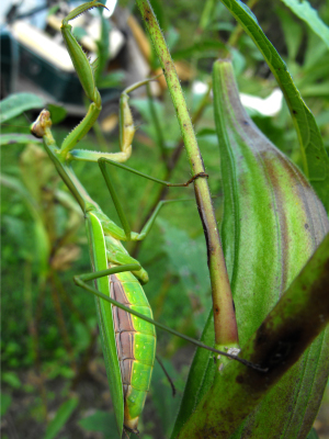 Chinese praying mantis on okra