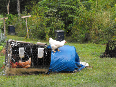 White Cochin on a chicken tractor