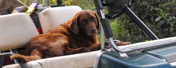 Lucy in the golf cart with mud