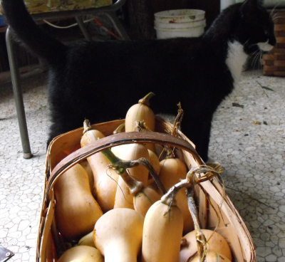 Basket of butternut squash