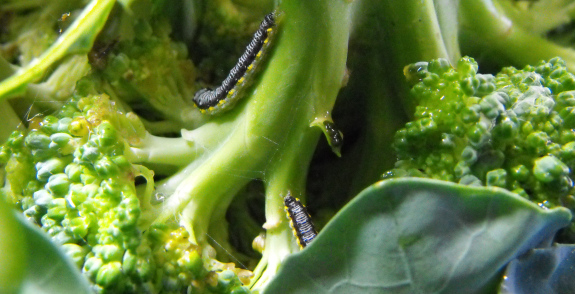 Cross-striped cabbageworm on broccoli
