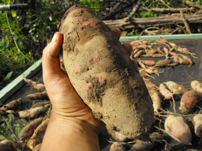 A big sweet potato