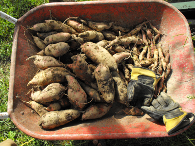 Wheelbarrow of sweet potatoes