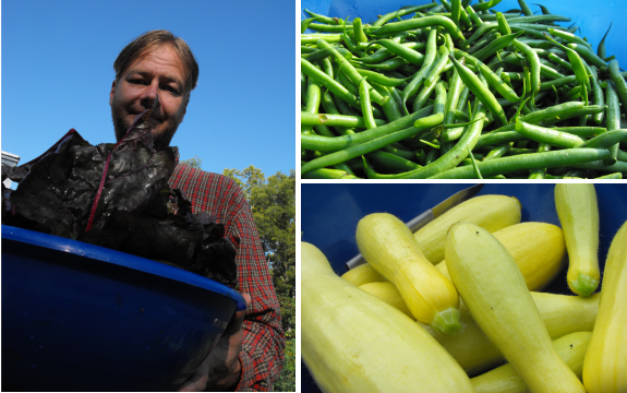 Swiss chard, summer squash, and green beans.