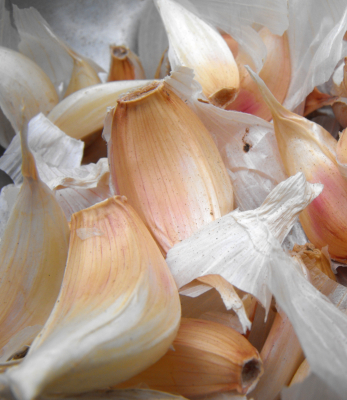 Silverwhite Silverskin Garlic