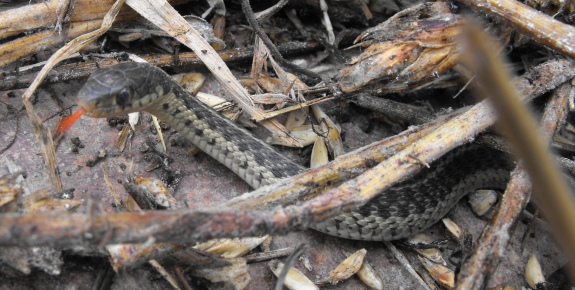 Garter snake