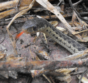 Snake tongue