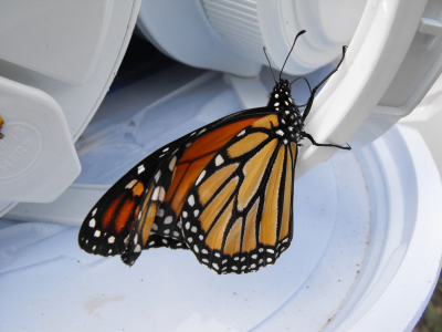 Monarch butterfly on a drink canteen