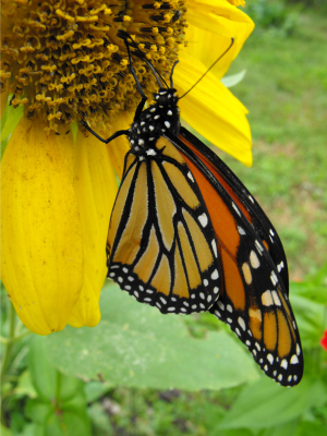 Monarch on a sunflower