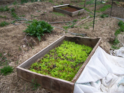 Cold frames allow you to eat fresh vegetables for most of the winter