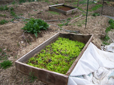 Lettuce bed