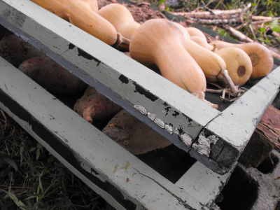 Curing sweet potatoes and butternut squash