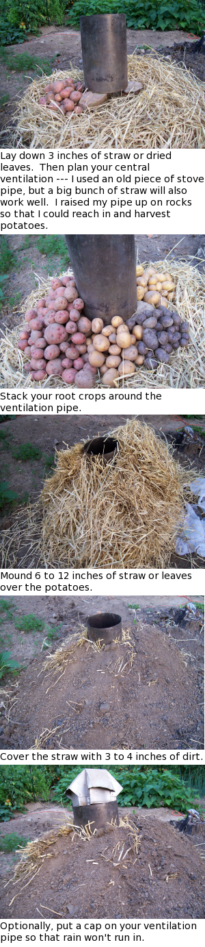 Step by step directions for building a potato storage mound.