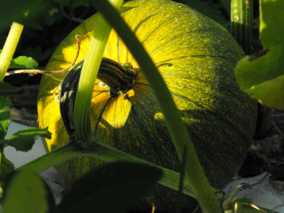 Ripening pumpkin