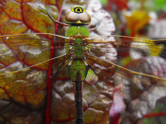 Dragonfly on swiss chard