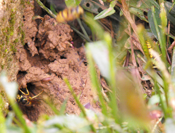 Yellow jacket burrow in the ground