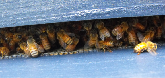 cold honey bees in a hive