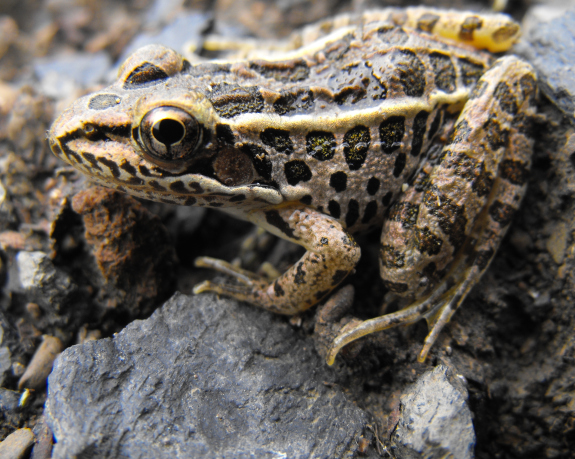 Pickerel Frog