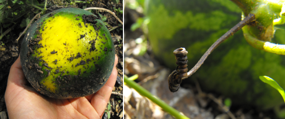 Ripe watermelons have dried tendrils and pale bottoms.