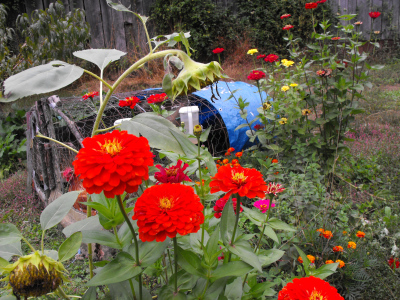 Flower bed and chicken tractor