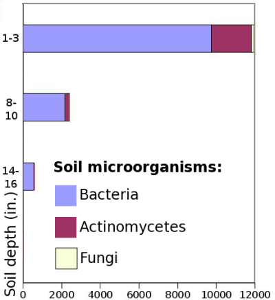 Chart of soil microorganism concentrations at various depths.