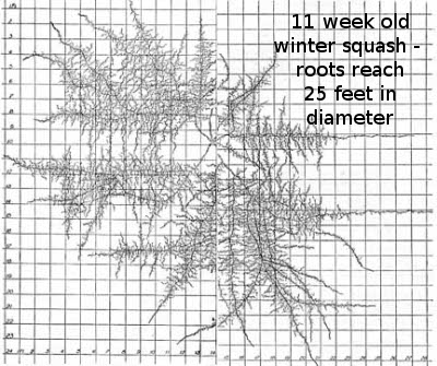 11 week old winter squash - roots reach 25 feet in diameter.