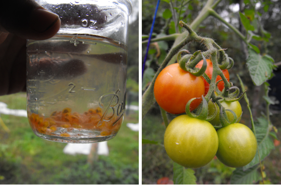 Blight resistant tomato