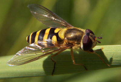 Hover fly