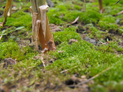 Moss growing on a no-till raised bed.