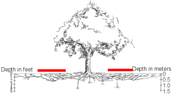 Tree roots extend past the dripline of the canopy.