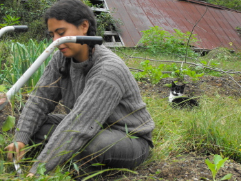 weed eating feline