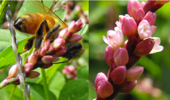 Honeybee on smartweed