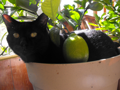 Cat in the Meyer Lemon pot