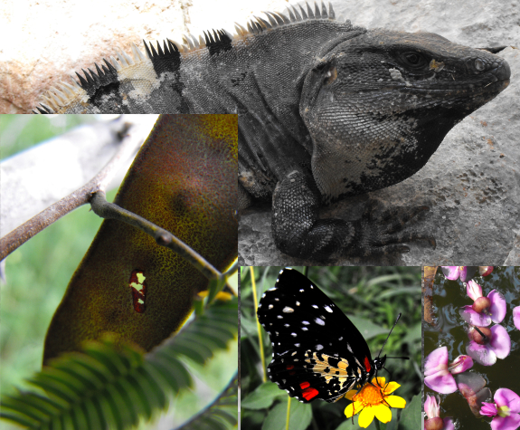 Iguana, butterfly, seed pod, and flower at Uxmal