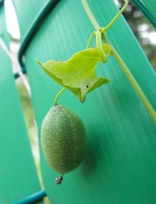 Wild gherkin growing a fence in Mexico.