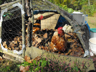 Chicken tractor full of leaves.