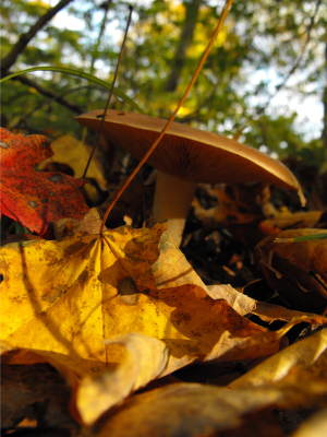 Mushroom among autumn leaves