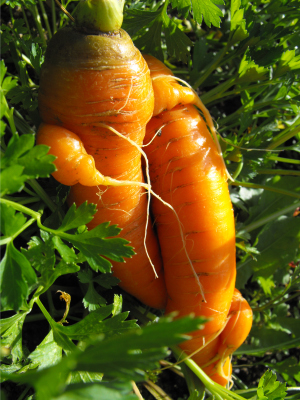 Gnarly carrot