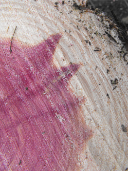 Red cedar heart wood