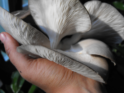 Oyster mushrooms