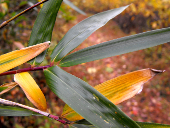 River cane