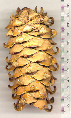 Korean Nut Pine cone
