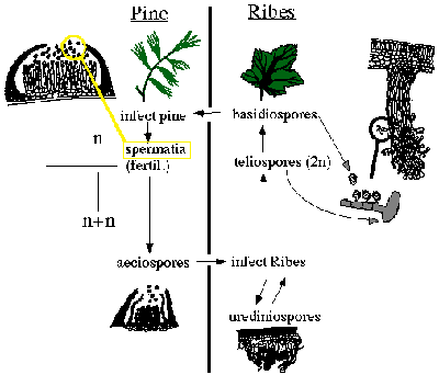 Life cycle of the white pine blister rust.