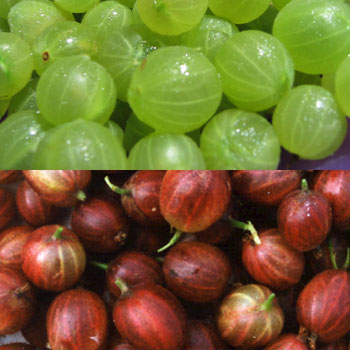 Gooseberries