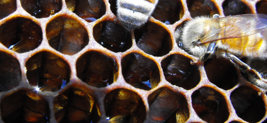 Honeybees dehydrating nectar into honey