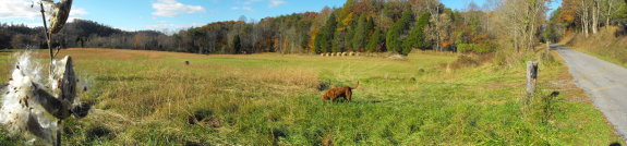 Lucy in the field with a squirel